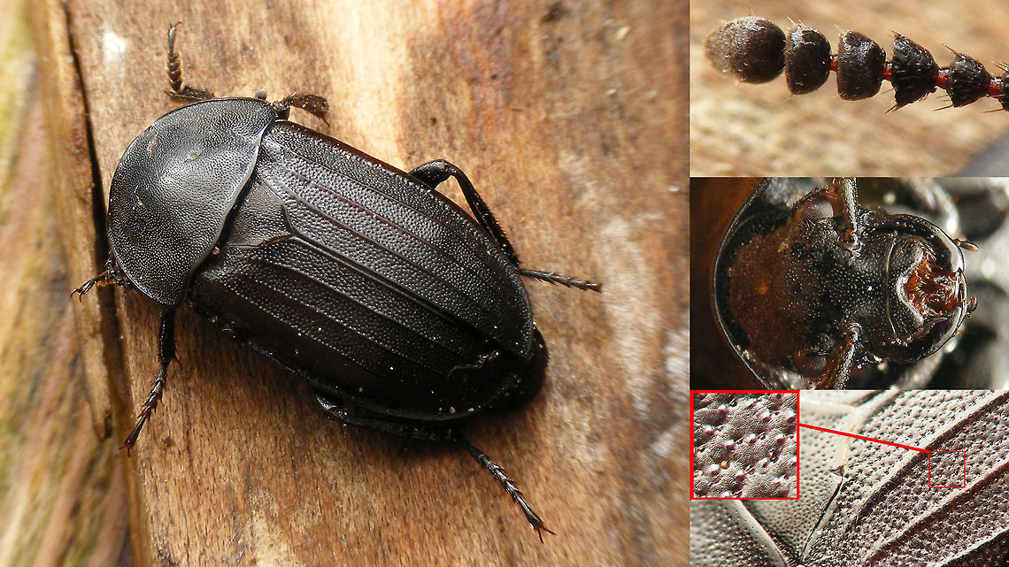 Silpha tristis with details Habitus and some close-ups of structural details, such as the shape of the antennal club and the punctation on the elytra with little warts and hairs in each puncture.  Carrion Beetle,Coleoptera,Silpha,Silpha tristis,Silphidae,Silphinae