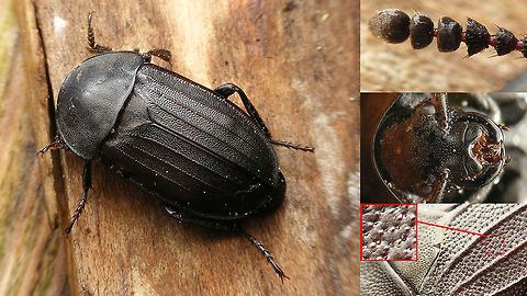 Silpha tristis with details Habitus and some close-ups of structural details, such as the shape of the antennal club and the punctation on the elytra with little warts and hairs in each puncture.  Carrion Beetle,Coleoptera,Silpha,Silpha tristis,Silphidae,Silphinae