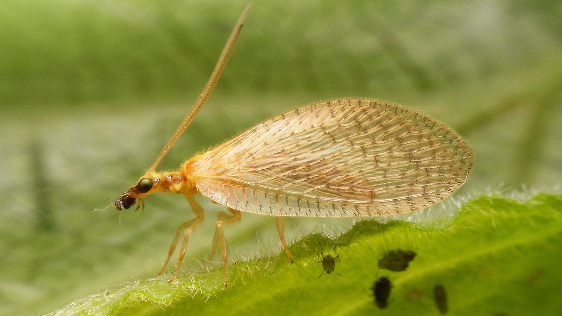 Hemerobius micans having lunch Hemerobius micans having lunch Hemerobiidae,Hemerobius,Hemerobius micans,Lacewing,Neuroptera