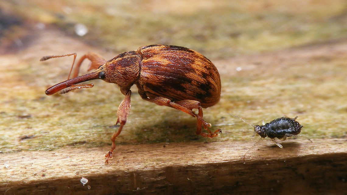 rectirostris with pet aphid Anthonomus rectirostris taking its pet aphid for a stroll. Anthonomini,Anthonomus,Anthonomus rectirostris,Aphid,Coleoptera,Curculionidae,Curculioninae,Furcipus