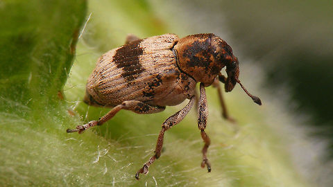 Tapeinotus sellatus Cute little Weevil (around 4mm) Ceutorhynchinae,Ceutorhynchini,Coleoptera,Curculionidae,Tapeinotus,Tapeinotus sellatus,Weevil,nl: Gezadelde snuitkever