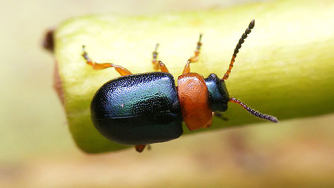 Gastrophysa polygoni - dorsal Male Gastrophysa polygoni - hadn't seen this species for about 10 years orso, so I was happy to find one again last year.
More lateral view here:
https://www.jungledragon.com/image/54481/gastrophysa_polygoni_lateral.html Chrysomelidae,Chrysomelinae,Coleoptera,Gastrophysa,Gastrophysa polygoni,nl: Duizendknoophaantje