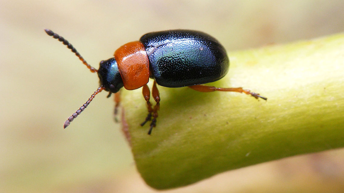 Gastrophysa polygoni - lateral Male Gastrophysa polygoni - hadn&#039;t seen this species for about 10 years orso, so I was happy to find one again last year.<br />
More dorsal view here:<br />
<figure class="photo"><a href="https://www.jungledragon.com/image/54480/gastrophysa_polygoni_-_dorsal.html" title="Gastrophysa polygoni - dorsal"><img src="https://s3.amazonaws.com/media.jungledragon.com/images/3043/54480_thumb.jpg?AWSAccessKeyId=05GMT0V3GWVNE7GGM1R2&Expires=1767225610&Signature=C8JOXxBP4Ve9F6LLwblcRV1c%2FYo%3D" width="200" height="114" alt="Gastrophysa polygoni - dorsal Male Gastrophysa polygoni - hadn&#039;t seen this species for about 10 years orso, so I was happy to find one again last year.<br />
More lateral view here:<br />
https://www.jungledragon.com/image/54481/gastrophysa_polygoni_lateral.html Chrysomelidae,Chrysomelinae,Coleoptera,Gastrophysa,Gastrophysa polygoni,nl: Duizendknoophaantje" /></a></figure>  Chrysomelidae,Chrysomelinae,Coleoptera,Gastrophysa,Gastrophysa polygoni,nl: Duizendknoophaantje