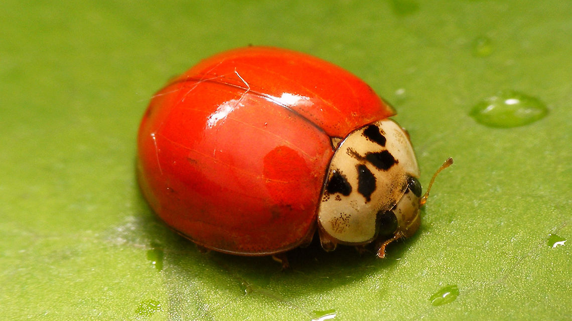 Harmonia axyridis f succinea - No spots Har.axy. f. succinea with no spots at all expressed  Coccinellidae,Coccinellinae,Coccinellini,Coleoptera,Har.axy. f. succinea,Harlequin Ladybird,Harmonia,Harmonia axyridis,Ladybird,nl: Aziatisch lieveheersbeestje