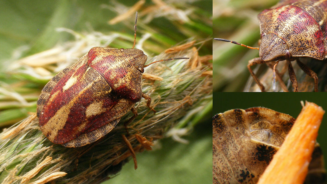 Eurygaster testudinaria Female w. IDing details Female Eurygaster testudinaria with insets for view on tip of head and antennae as well as genetial sternites - both serve as IDing characters. Eurygaster,Eurygaster testudinaria,Geotagged,Heteroptera,Netherlands,Scutelleridae,nl: Gewone pantserwants