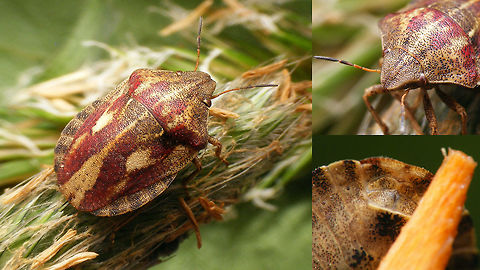 Eurygaster testudinaria Female w. IDing details Female Eurygaster testudinaria with insets for view on tip of head and antennae as well as genetial sternites - both serve as IDing characters. Eurygaster,Eurygaster testudinaria,Geotagged,Heteroptera,Netherlands,Scutelleridae,nl: Gewone pantserwants