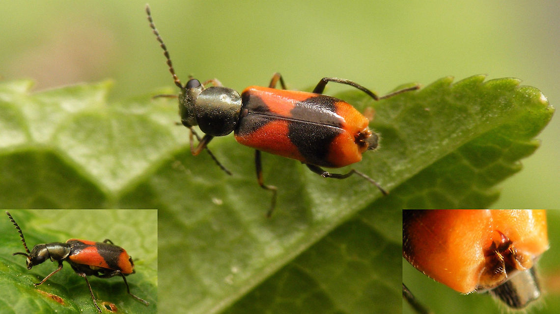 Anthocomus equestris - Male Male Anthocomus equestris. In Anthocomus the &#039;excitatory&#039; glands (shown in the inset bottom right) are situated at the tip of the elytra. Anthocomus,Anthocomus equestris,Cleroidea,Coleoptera,Excitatory glands,Malachiidae,Malachiinae,Melyridae