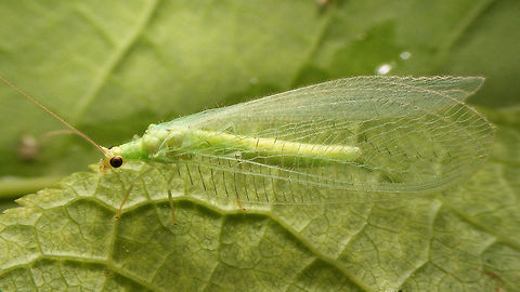 Chrysotropia ciliata Habitus of Chrysotropia ciliata. Some details here:
https://www.jungledragon.com/image/54492/chrysotropia_ciliata_-_details.html Chrysopidae,Chrysotropia,Chrysotropia ciliata,Green Lacewing,Lacewing,Neuroptera,nl: Franjegaasvlieg