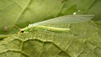Chrysotropia ciliata Habitus of Chrysotropia ciliata. Some details here:<br />
https://www.jungledragon.com/image/54492/chrysotropia_ciliata_-_details.html Chrysopidae,Chrysotropia,Chrysotropia ciliata,Green Lacewing,Lacewing,Neuroptera,nl: Franjegaasvlieg