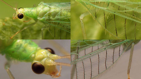 Chrysotropia ciliata - Details Close-ups of various details helpful in IDing Chrysotropia ciliata.
- Long, pale hairs along the costa
- Cross veins in costal field black (note: unless animal is still teneral!)
- Head often a tad paler/yellowish
- First cross vein between Rs and M hits the intermedial cell in the center (top left of bottom right inset)
Full shot of same animal here:
https://www.jungledragon.com/image/54491/chrysotropia_ciliata.html Chrysopidae,Chrysotropia,Chrysotropia ciliata,Green Lacewing,Lacewing,Neuroptera,Neuroptera ID help,nl: Franjegaasvlieg