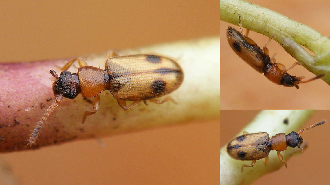 Psammoecus bipunctatus Mediocre images (wouldn&#039;t sit still and pose like a trooper) - just to introduce a family of beetles still missing on JD :o) Psammoecus,Psammoecus bipunctatus,Silvanidae