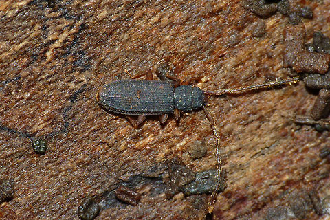Uleiota planatus Another Silvanidae - can't believe this is the "best" image I could easily come up with ... see these quite often enough, so should try and get better images next time around (note to self). Coleoptera,Silvanidae,Uleiota,Uleiota planata,Uleiota planatus,nl: Bruine tandkever