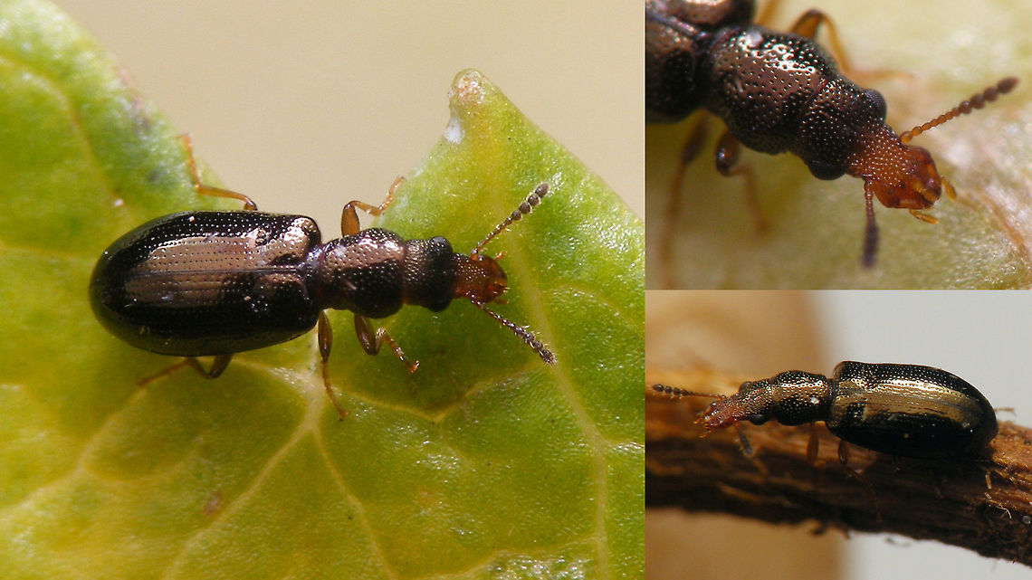 Salpingus planirostris Another family still missing ... Coleoptera,Salpingidae,Salpingus,Salpingus planirostris