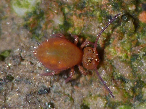 Dicyrtoma fusca var. rufescens - Youngster Had been confused with Calvatomina rufescens for a long time, but turned out to be a colour variant of Dicyrtoma fusca Collembola,Dicyrtoma,Dicyrtoma fusca,Dicyrtoma fusca var. rufescens,Dicyrtomidae,Springtail,Symphypleona