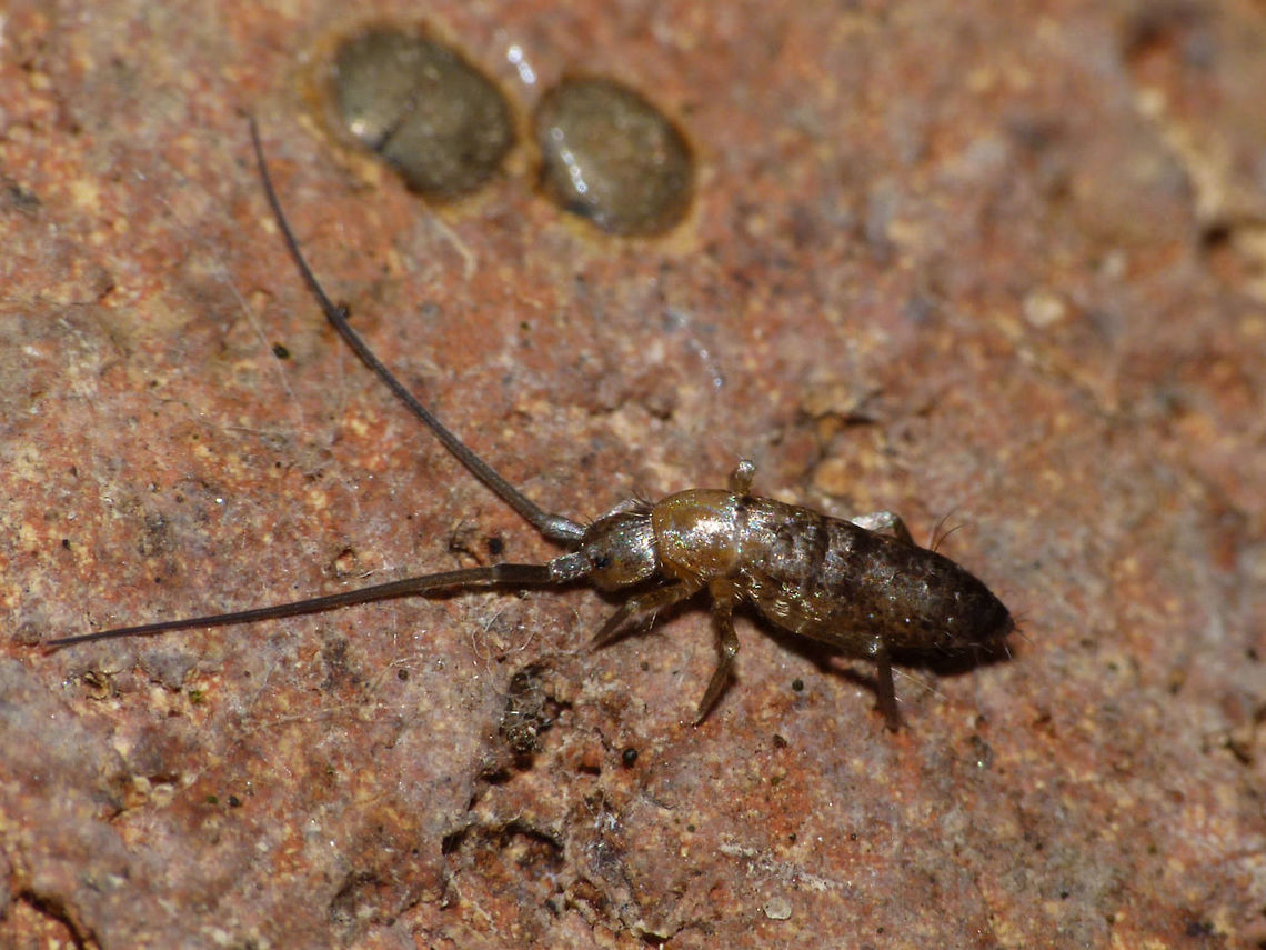 Pogonognathellus longicornis Quite a characteristic species with the long antennae Collembola,Entomobryomorpha,Pogonognathellus,Pogonognathellus longicornis,Springtail,Tomoceridae