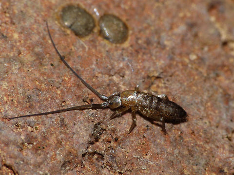 Pogonognathellus longicornis Quite a characteristic species with the long antennae Collembola,Entomobryomorpha,Pogonognathellus,Pogonognathellus longicornis,Springtail,Tomoceridae