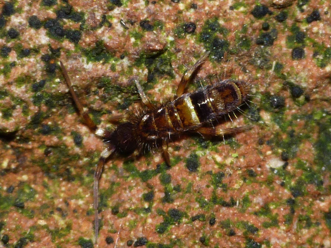 Orchesella cincta Very common species in the Netherlands Collembola,Entomobryidae,Entomobryomorpha,Orchesella,Orchesella cincta,Springtail