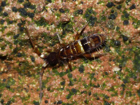 Orchesella cincta Very common species in the Netherlands Collembola,Entomobryidae,Entomobryomorpha,Orchesella,Orchesella cincta,Springtail