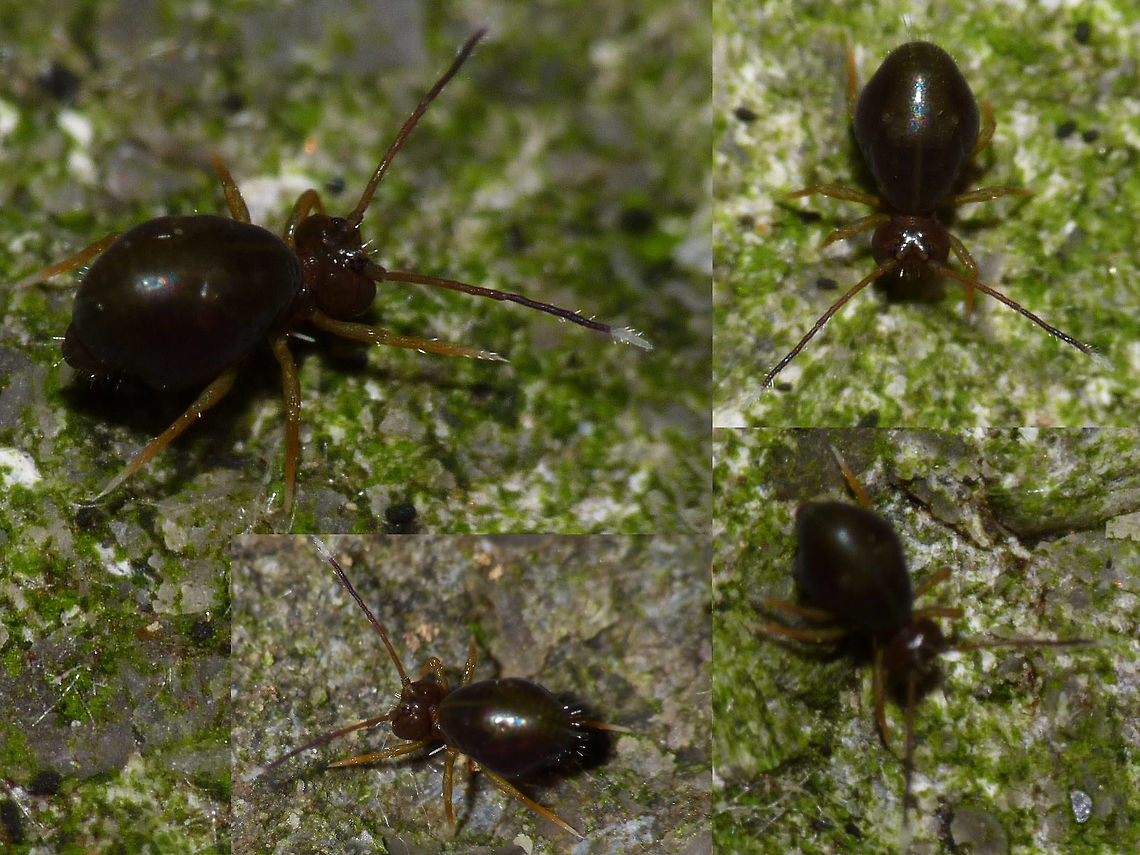 Dicyrtoma fusca var.2 Another confusing colour variant of D. fusca, this one is easily confused with Ptenothrix ciliata. ID by Frans Janssens based on photos by Jan van Duinen of same population. This var. had only been mentioned twice before (from the Czech Republic in 2006 and 2010) before we recorded it from the Netherlands. Collembola,Dicyrtoma,Dicyrtoma fusca,Dicyrtoma fusca var.2,Dicyrtomidae,Springtail,Symphypleona