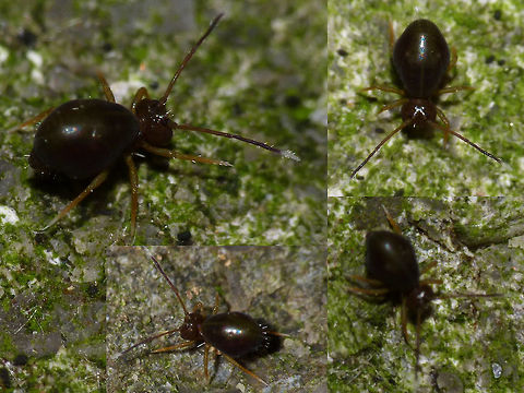 Dicyrtoma fusca var.2 Another confusing colour variant of D. fusca, this one is easily confused with Ptenothrix ciliata. ID by Frans Janssens based on photos by Jan van Duinen of same population. This var. had only been mentioned twice before (from the Czech Republic in 2006 and 2010) before we recorded it from the Netherlands.  Collembola,Dicyrtoma,Dicyrtoma fusca,Dicyrtoma fusca var.2,Dicyrtomidae,Springtail,Symphypleona