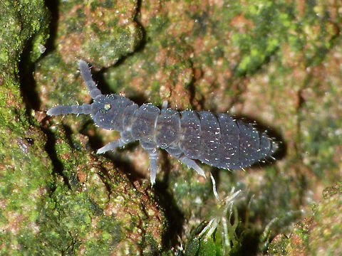 Hypogastrura sp. One of the Hypogastrura that are hard to identify reliably from photo Collembola,Hexapoda,Hypogastrura,Hypogastruridae,Poduromorpha,Springtail