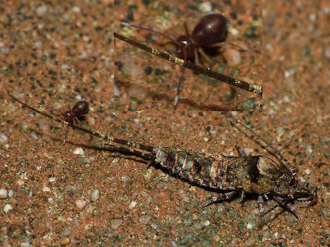 Dicyrtoma fusca var.2 and Trigoniophthalmus alternatus First sighting of Dicyrtoma fusca var.2 in the Netherlands (hiding behind the tail of a Trigoniophthalmus alternatus) - at the time we thought it was a Ptenothrix :o) Collembola,Dicyrtoma,Dicyrtoma fusca,Dicyrtoma fusca var.2,Dicyrtomidae,Jumping Bristletail,Machilidae,Microcoryphia,Netherlands,Springtail,Symphypleona,Trigoniophthalmus,Trigoniophthalmus alternatus