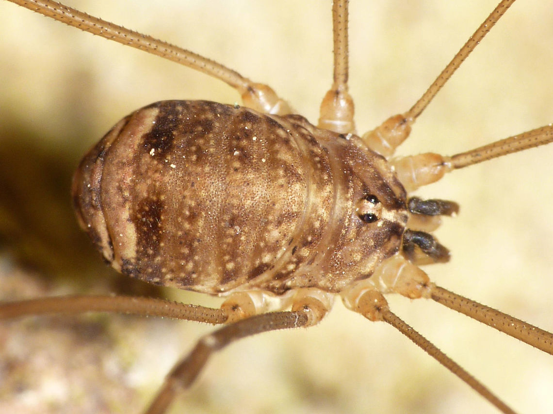 Nelima sempronii - Female Scarce species in the Netherlands, first recorded in 2005.<br />
The higher classification of Opiliones is still being discussed. European workers (around Dr, Martens) will have the Sclerosomatidae as a very small family (in Europe only including Mastobunus) and will put many other genera in a much broader concept op Phalangiidae. I will tag with both family names here ...   Arachnida,Eupnoi,Harvestman,Leiobuninae,Nelima,Nelima sempronii,Opiliones,Phalangiidae,Phalangioidea,Sclerosomatidae