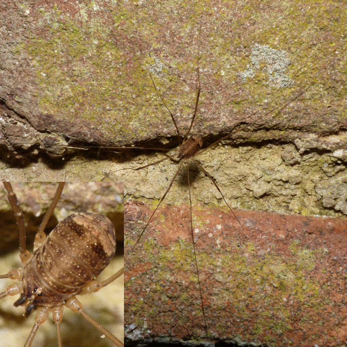 Nelima sempronii - Fem. collage Scarce species in the Netherlands, first recorded in 2005.<br />
The higher classification of Opiliones is still being discussed. European workers (around Dr, Martens) will have the Sclerosomatidae as a very small family (in Europe only including Mastobunus) and will put many other genera in a much broader concept op Phalangiidae. I will tag with both family names here ...   Arachnida,Eupnoi,Harvestman,Leiobuninae,Nelima,Nelima sempronii,Opiliones,Phalangiidae,Phalangioidea,Sclerosomatidae