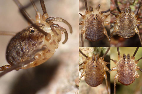 Nelima sempronii - Males collage Collage showing subtle variations in colouring of male Nelima sempronii, a scarce species in the Netherlands, first recorded in 2005.
The higher classification of Opiliones is still being discussed. European workers (around Dr, Martens) will have the Sclerosomatidae as a very small family (in Europe only including Mastobunus) and will put many other genera in a much broader concept op Phalangiidae. I will tag with both family names here ...   Arachnida,Eupnoi,Harvestman,Leiobuninae,Nelima,Nelima sempronii,Opiliones,Phalangiidae,Phalangioidea,Sclerosomatidae