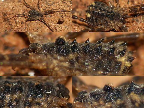 Astrobunus laevipes - collage of various animals Another fairly recent arrival in the Netherlands. Came in over the eastern border transported by rivers and is spreading west along the banks.   Arachnida,Astrobunus,Astrobunus laevipes,Eupnoi,Harvestman,Opiliones,Phalangiidae,Phalangioidea,Sclerosomatidae,Sclerosomatinae