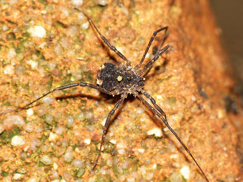 Astrobunus laevipes Another fairly recent arrival in the Netherlands. Came in over the eastern border transported by rivers and is spreading west along the banks.   Arachnida,Astrobunus,Astrobunus laevipes,Eupnoi,Harvestman,Opiliones,Phalangiidae,Phalangioidea,Sclerosomatidae,Sclerosomatinae