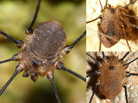 Leiobunum rotundum - collage Two male and one female Leiobunum rotundum from the same location Arachnida,Eupnoi,Harvestman,Leiobuninae,Leiobunum,Leiobunum rotundum,Opiliones,Phalangiidae,Phalangioidea,Sclerosomatidae
