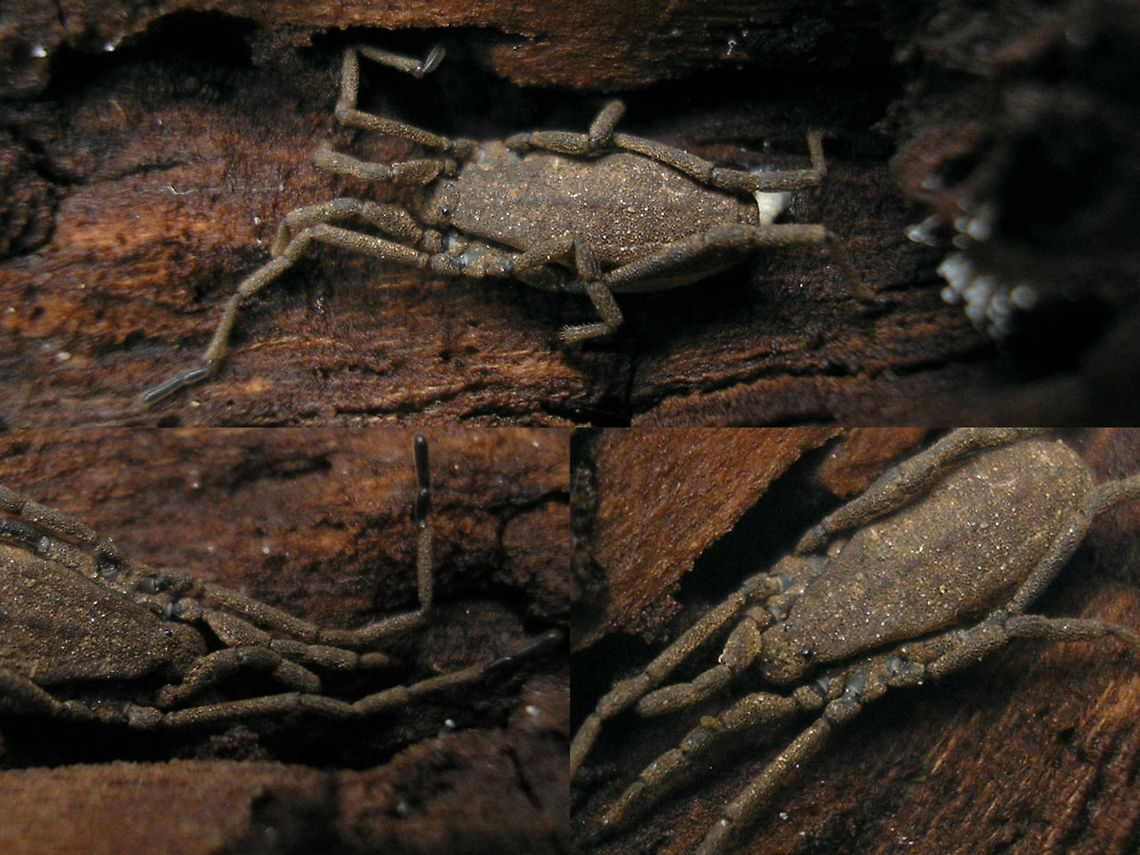 Trogulus closternicus Another one of the few species of the very inconspicuous family Trogulidae (Arachnida: Opiliones) in the Netherlands. Very a-typical of general Harvestmen habitus, and living on the soil, in leaf litter, under rocks and rotting wood these are often overlooked.  Arachnida,Dyspnoi,Harvestman,Opiliones,Trogulidae,Troguloidea,Trogulus,Trogulus closternicus