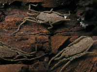 Trogulus closternicus Another one of the few species of the very inconspicuous family Trogulidae (Arachnida: Opiliones) in the Netherlands. Very a-typical of general Harvestmen habitus, and living on the soil, in leaf litter, under rocks and rotting wood these are often overlooked. Arachnida,Dyspnoi,Harvestman,Opiliones,Trogulidae,Troguloidea,Trogulus,Trogulus closternicus