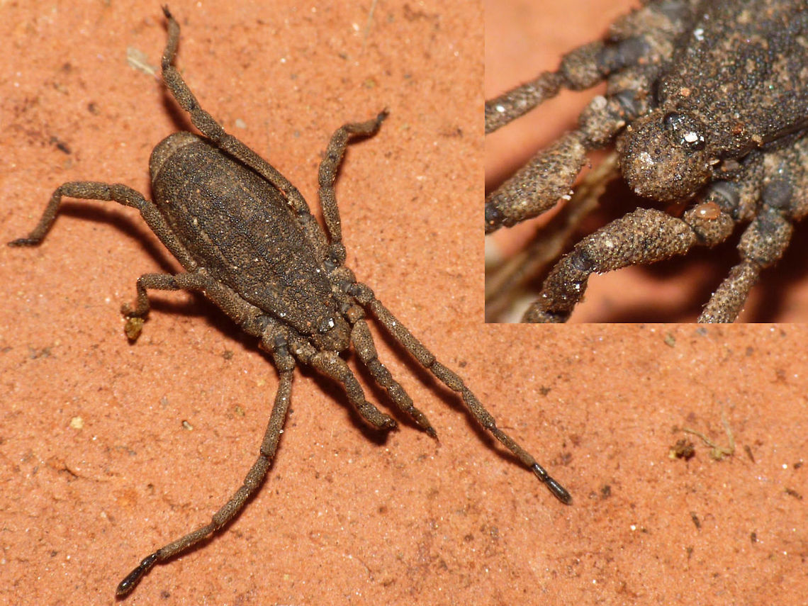 Trogulus tricarinatus One of the few species of the very inconspicuous family Trogulidae (Arachnida: Opiliones) in the Netherlands. Very a-typical of general Harvestmen habitus, and living on the soil, in leaf litter, under rocks and rotting wood these are often overlooked.  Arachnida,Dyspnoi,Harvestman,Opiliones,Trogulidae,Troguloidea,Trogulus,Trogulus tricarinatus