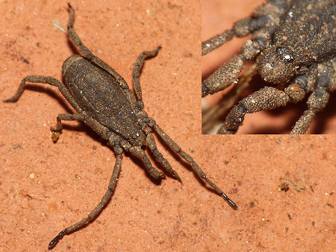 Trogulus tricarinatus One of the few species of the very inconspicuous family Trogulidae (Arachnida: Opiliones) in the Netherlands. Very a-typical of general Harvestmen habitus, and living on the soil, in leaf litter, under rocks and rotting wood these are often overlooked.  Arachnida,Dyspnoi,Harvestman,Opiliones,Trogulidae,Troguloidea,Trogulus,Trogulus tricarinatus
