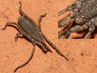 Trogulus tricarinatus One of the few species of the very inconspicuous family Trogulidae (Arachnida: Opiliones) in the Netherlands. Very a-typical of general Harvestmen habitus, and living on the soil, in leaf litter, under rocks and rotting wood these are often overlooked. Arachnida,Dyspnoi,Harvestman,Opiliones,Trogulidae,Troguloidea,Trogulus,Trogulus tricarinatus