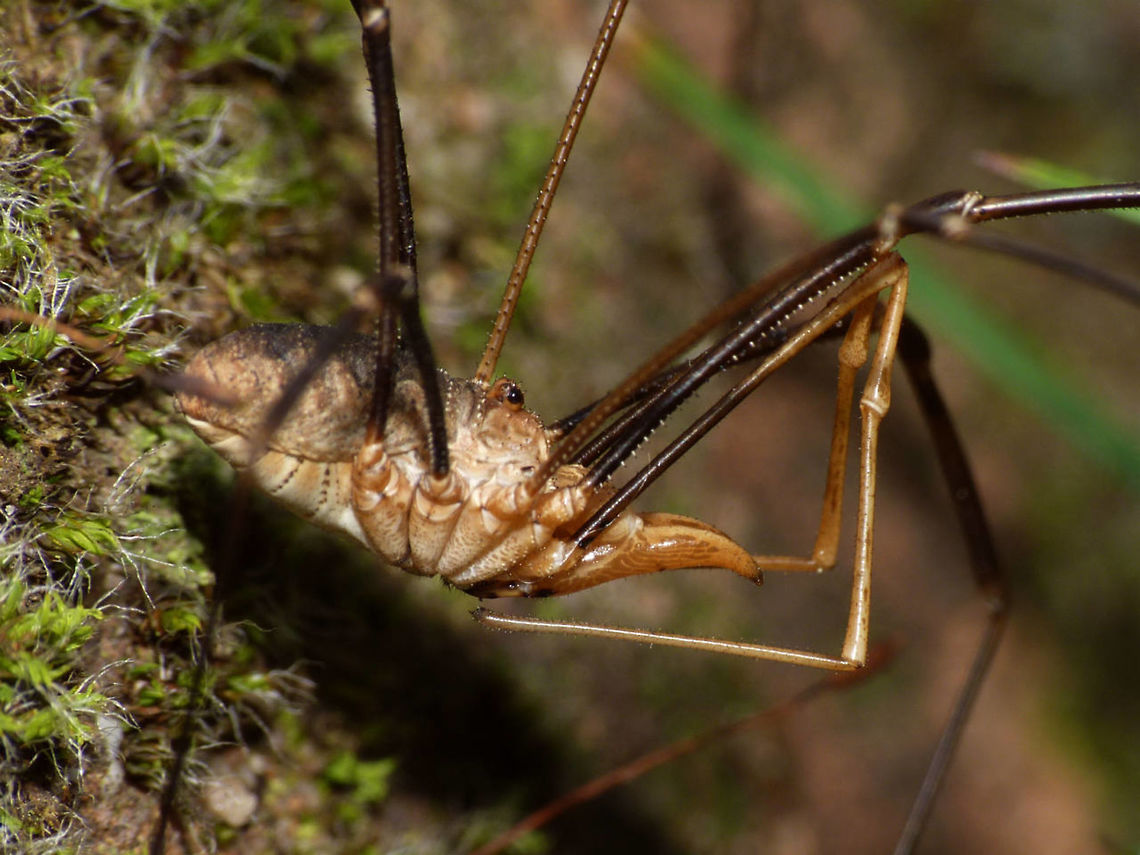 Phalangium opilio - Male Check the mega-long palps on this one - almost proper legs :o) Arachnida,Daddy longlegs,Eupnoi,Harvestman,Opiliones,Phalangiidae,Phalangioidea,Phalangium,Phalangium opilio,nl: Gewone hooiwagen