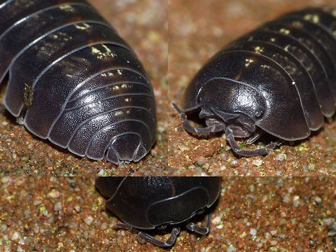 Armadillidium vulgare - collage A view ID-ing perspectives on the very common "Roly Poly" woodlouse Armadillidium vulgare Armadillidiidae,Armadillidium,Armadillidium vulgare,Crustacea,Isopoda,Oniscidea,Pill Bug,Woodlouse