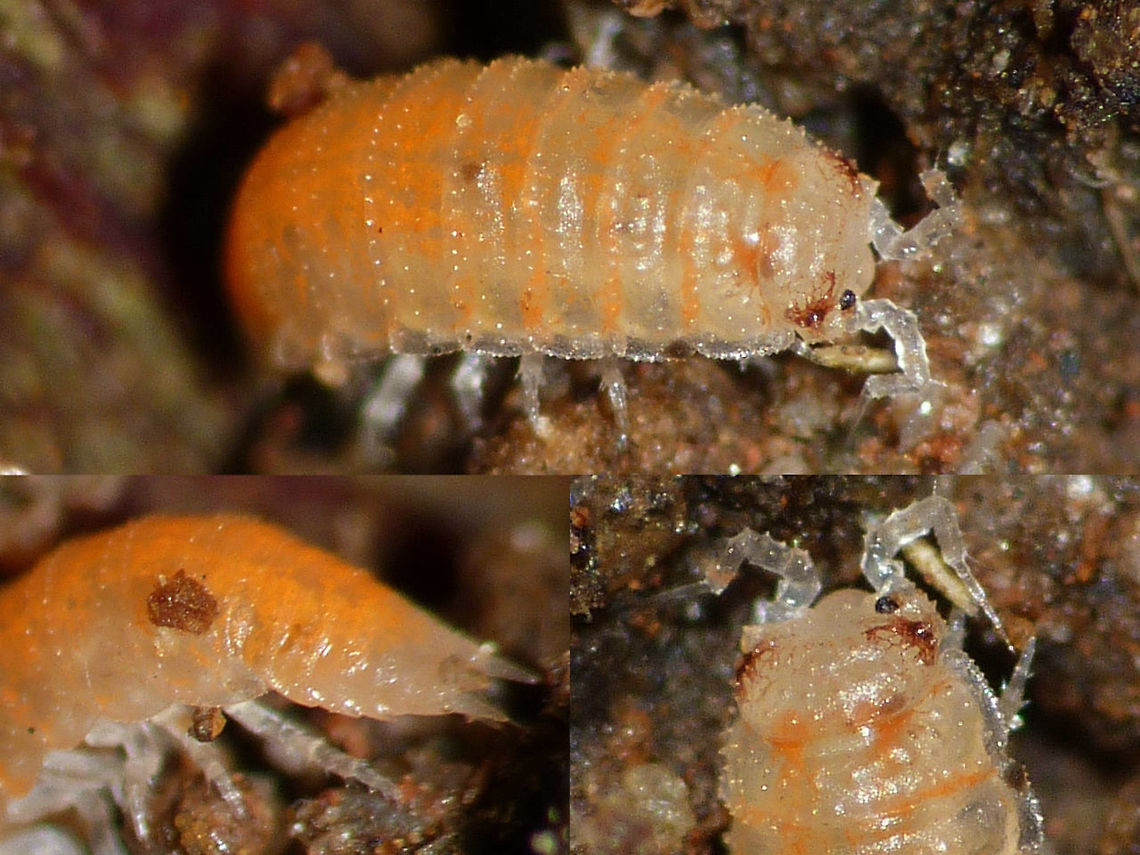 Trichoniscoides helveticus - collage One of the small soil-dwelling species (especially on river banks) Crustacea,Isopoda,Oniscidea,Trichoniscidae,Trichoniscoides,Trichoniscoides helveticus,Woodlouse