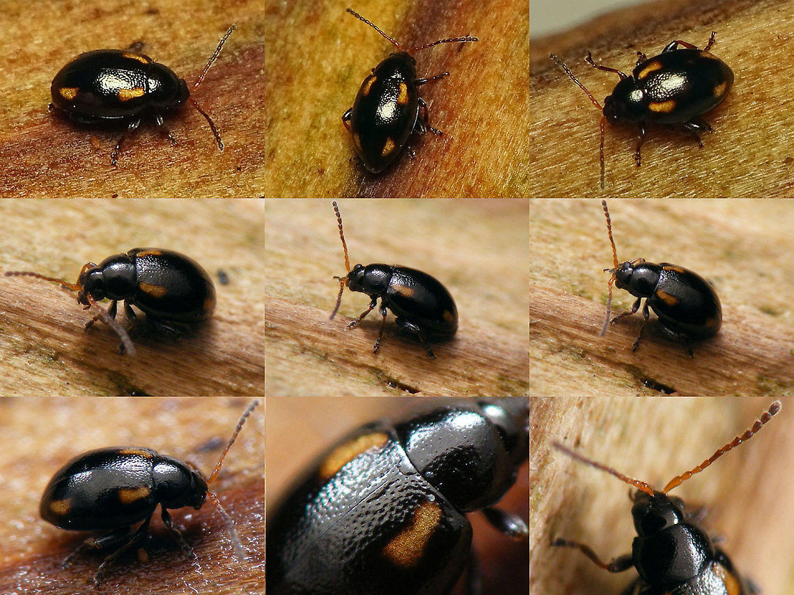 Phyllotreta exclamationis Very small (~1.7mm) Leaf Beetle that I didn't readily recognize as a Phyllotreta (those usually have white longitudinal marks over almost the full length of the elytra). Alticinae,Chrysomelidae,Coleoptera,Flea beetle,Leaf Beetle,Phyllotreta,Phyllotreta exclamationis