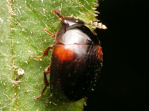 Anisotoma humeralis Small (~3.5mm) beetle of a family still missing on JD :o) Anisotoma,Anisotoma humeralis,Coleoptera,Leiodidae,Leiodinae,Staphylinoidea