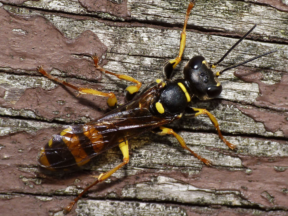 Mellinus arvensis Nice Popeye-&quot;Arms&quot; little wasp :o) Crabronidae,Field Digger Wasp,Hymenoptera,Mellinus,Mellinus arvensis