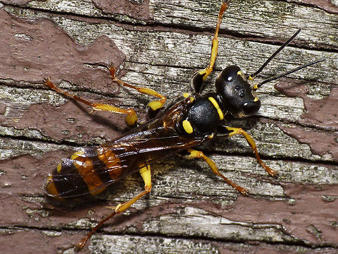 Mellinus arvensis Nice Popeye-"Arms" little wasp :o) Crabronidae,Field Digger Wasp,Hymenoptera,Mellinus,Mellinus arvensis