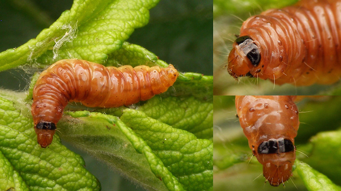 Notocelia rosaecolana - Caterpillar collage Larva and exuvia series - explanation with first image here:<br />
<figure class="photo"><a href="https://www.jungledragon.com/image/54596/notocelia_rosaecolana_-_caterpillar.html" title="Notocelia rosaecolana - Caterpillar"><img src="https://s3.amazonaws.com/media.jungledragon.com/images/3043/54596_thumb.jpg?AWSAccessKeyId=05GMT0V3GWVNE7GGM1R2&Expires=1759968010&Signature=%2FM%2B7kHlbF5qeeOid8lsVIt7%2BG8k%3D" width="200" height="114" alt="Notocelia rosaecolana - Caterpillar Larva found in buds of Rosa rugosa and reared to adult. Images of imago not worthwhile, but just good enough for ID (by Jeanette Essink - thanks!) ;o) <br />
Other images here:<br />
https://www.jungledragon.com/image/54595/notocelia_rosaecolana_-_caterpillar_collage.html<br />
https://www.jungledragon.com/image/54597/notocelia_rosaecolana_-_exuviae.html Caterpillar,Lepidoptera,Notocelia,Notocelia rosaecolana,Olethreutinae,Tortricidae" /></a></figure><br />
<figure class="photo"><a href="https://www.jungledragon.com/image/54597/notocelia_rosaecolana_-_exuviae.html" title="Notocelia rosaecolana - Exuviae"><img src="https://s3.amazonaws.com/media.jungledragon.com/images/3043/54597_thumb.jpg?AWSAccessKeyId=05GMT0V3GWVNE7GGM1R2&Expires=1759968010&Signature=tuUGEVkGWMNIUiP8%2FHJlc145R0M%3D" width="200" height="150" alt="Notocelia rosaecolana - Exuviae Larva and exuvia series - explanation with first image here:<br />
https://www.jungledragon.com/image/54596/notocelia_rosaecolana_-_caterpillar.html<br />
https://www.jungledragon.com/image/54595/notocelia_rosaecolana_-_caterpillar_collage.html Exuviae,Lepidoptera,Notocelia,Notocelia rosaecolana,Olethreutinae,Tortricidae" /></a></figure> Caterpillar,Lepidoptera,Notocelia,Notocelia rosaecolana,Olethreutinae,Tortricidae