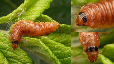 Notocelia rosaecolana - Caterpillar collage Larva and exuvia series - explanation with first image here:
https://www.jungledragon.com/image/54596/notocelia_rosaecolana_-_caterpillar.html
https://www.jungledragon.com/image/54597/notocelia_rosaecolana_-_exuviae.html Caterpillar,Lepidoptera,Notocelia,Notocelia rosaecolana,Olethreutinae,Tortricidae