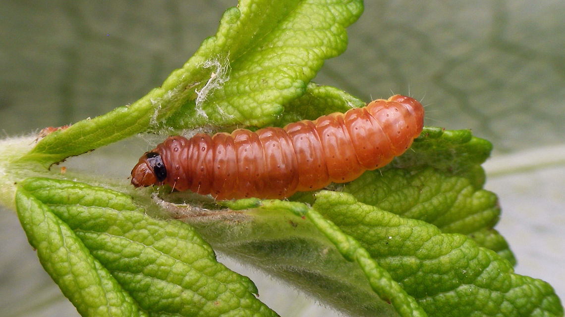 Notocelia rosaecolana - Caterpillar Larva found in buds of Rosa rugosa and reared to adult. Images of imago not worthwhile, but just good enough for ID (by Jeanette Essink - thanks!) ;o) <br />
Other images here:<br />
<figure class="photo"><a href="https://www.jungledragon.com/image/54595/notocelia_rosaecolana_-_caterpillar_collage.html" title="Notocelia rosaecolana - Caterpillar collage"><img src="https://s3.amazonaws.com/media.jungledragon.com/images/3043/54595_thumb.jpg?AWSAccessKeyId=05GMT0V3GWVNE7GGM1R2&Expires=1763596810&Signature=0rPdBZ67xa04JeaLhogYSWgzaQo%3D" width="200" height="114" alt="Notocelia rosaecolana - Caterpillar collage Larva and exuvia series - explanation with first image here:<br />
https://www.jungledragon.com/image/54596/notocelia_rosaecolana_-_caterpillar.html<br />
https://www.jungledragon.com/image/54597/notocelia_rosaecolana_-_exuviae.html Caterpillar,Lepidoptera,Notocelia,Notocelia rosaecolana,Olethreutinae,Tortricidae" /></a></figure><br />
<figure class="photo"><a href="https://www.jungledragon.com/image/54597/notocelia_rosaecolana_-_exuviae.html" title="Notocelia rosaecolana - Exuviae"><img src="https://s3.amazonaws.com/media.jungledragon.com/images/3043/54597_thumb.jpg?AWSAccessKeyId=05GMT0V3GWVNE7GGM1R2&Expires=1763596810&Signature=2KD8v%2BLvvX4E38UpZ65dtkOJgiI%3D" width="200" height="150" alt="Notocelia rosaecolana - Exuviae Larva and exuvia series - explanation with first image here:<br />
https://www.jungledragon.com/image/54596/notocelia_rosaecolana_-_caterpillar.html<br />
https://www.jungledragon.com/image/54595/notocelia_rosaecolana_-_caterpillar_collage.html Exuviae,Lepidoptera,Notocelia,Notocelia rosaecolana,Olethreutinae,Tortricidae" /></a></figure> Caterpillar,Lepidoptera,Notocelia,Notocelia rosaecolana,Olethreutinae,Tortricidae