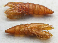 Notocelia rosaecolana - Exuviae Larva and exuvia series - explanation with first image here:<br />
https://www.jungledragon.com/image/54596/notocelia_rosaecolana_-_caterpillar.html<br />
https://www.jungledragon.com/image/54595/notocelia_rosaecolana_-_caterpillar_collage.html Exuviae,Lepidoptera,Notocelia,Notocelia rosaecolana,Olethreutinae,Tortricidae
