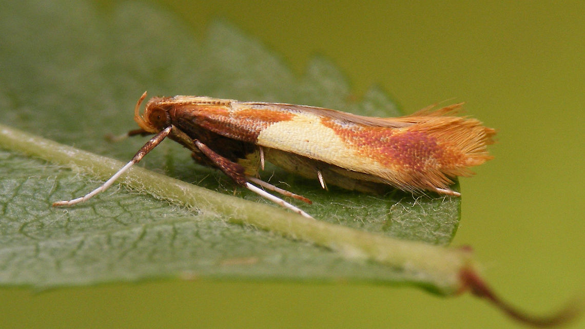 Caloptilia alchimiella Another family of Micro Moths without representation yet - the larvae of these are leaf miners. Caloptilia,Caloptilia alchimiella,Gracillariidae,Gracillariinae,Leafminer,Lepidoptera