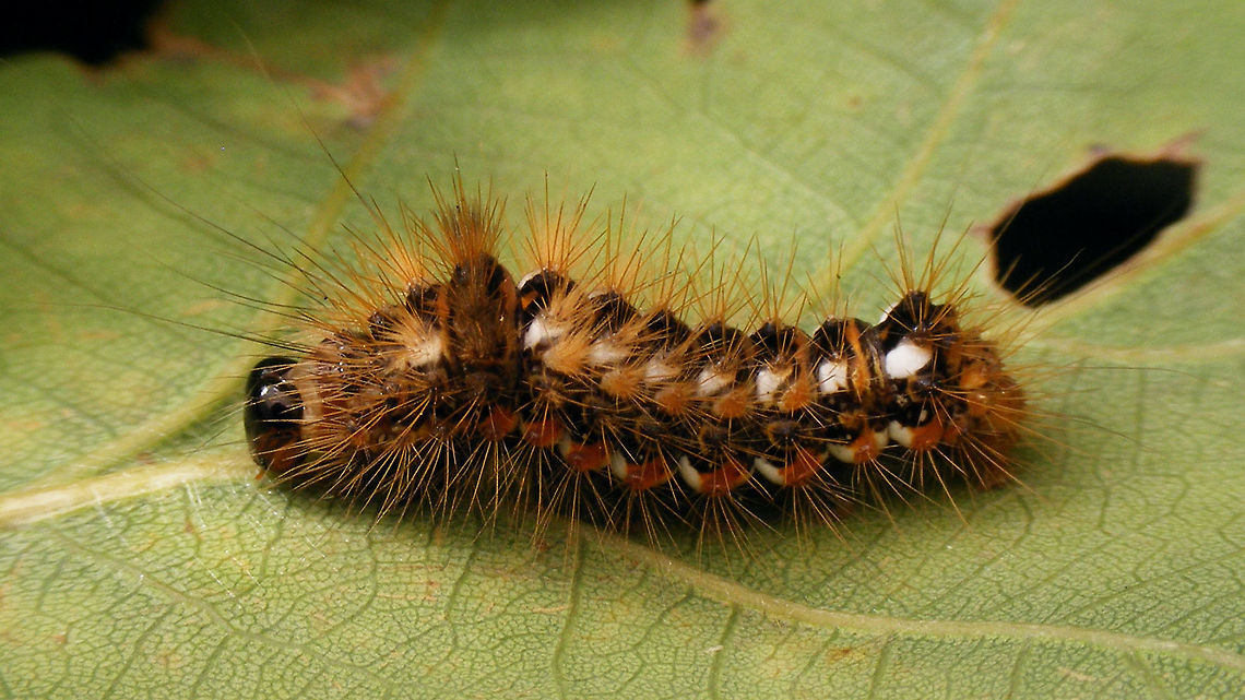 Acronicta rumicis - Caterpillar Hard (impossible) to get all hairs focussed<br />
Same individual as below, but ten days later:<br />
<figure class="photo"><a href="https://www.jungledragon.com/image/67915/acronicta_rumicis_-_younger_caterpillar.html" title="Acronicta rumicis - Younger caterpillar"><img src="https://s3.amazonaws.com/media.jungledragon.com/images/3043/67915_thumb.jpg?AWSAccessKeyId=05GMT0V3GWVNE7GGM1R2&Expires=1759968010&Signature=9PmCMZ8mHyeJ8FuTIi23qvHROH0%3D" width="200" height="114" alt="Acronicta rumicis - Younger caterpillar Same individual as below, but ten days earlier:<br />
https://www.jungledragon.com/image/54599/acronicta_rumicis_-_caterpillar.html Acronicta,Acronicta rumicis,Caterpillar,Jane&#039;s garden,Knot Grass,Lepidoptera,Noctuidae,nl: Zuringuil" /></a></figure> Acronicta,Acronicta rumicis,Caterpillar,Jane's garden,Knot Grass,Lepidoptera,Noctuidae,nl: Zuringuil
